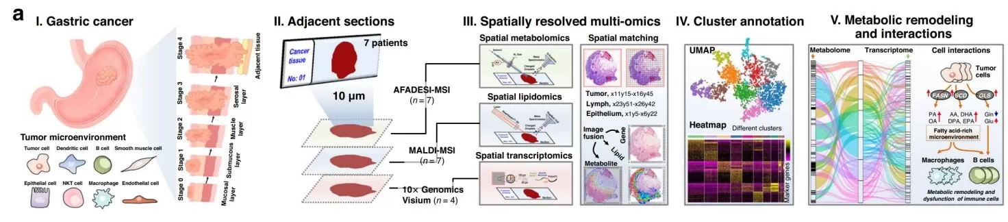spatially resolved multi-omics spatial metabolomics spatial lipidomics gastric cancer tumor microenvironment